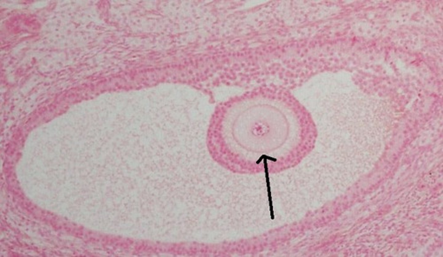 <p>A thick, transpartent coating/lining rich in glycoproteins that surrounds an oocyte.</p>