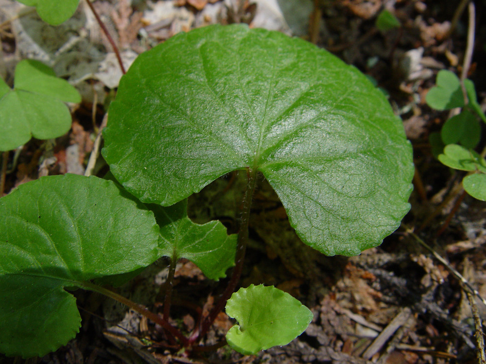 <p>broad, rounded shape with a concave base where the petiole attaches, resembling a kidney</p>