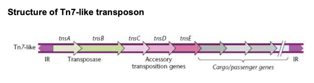 <p>has TnsA-E </p><ul><li><p>tnsA/B = transposon</p></li><li><p>tnsCDE = accessory transposition genes</p></li><li><p>cargo genes next to them, flanked by IRs (RE/LE)</p></li></ul><p></p>