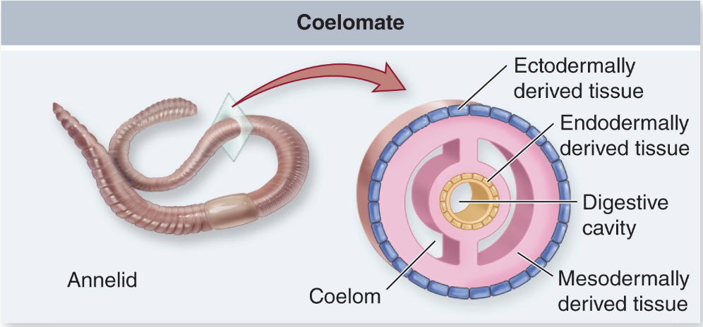 <p>Body Cavity: Coelomate</p>