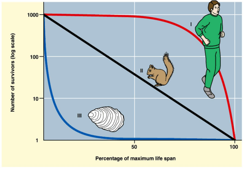 <p>large mammals</p><p>few offspring</p><p><strong>low </strong>infant <strong>mortality</strong></p><p><strong>extended </strong>lifespan.</p><p>e.g. humans</p>