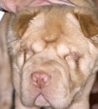 <p>What condition refers to inversion of the eyelid margins, and can be two types anatomic (breed disposition) and spastic (pain)? It causes corneal pain, keratitis, and ulcers. Treatment will be surgical depending on age and extent and should not be done on animals under 6 months old. Before surgery you should treat pre-existing problems, evaluate the extent, and apply topical anesthetic to differentiate the type.</p>