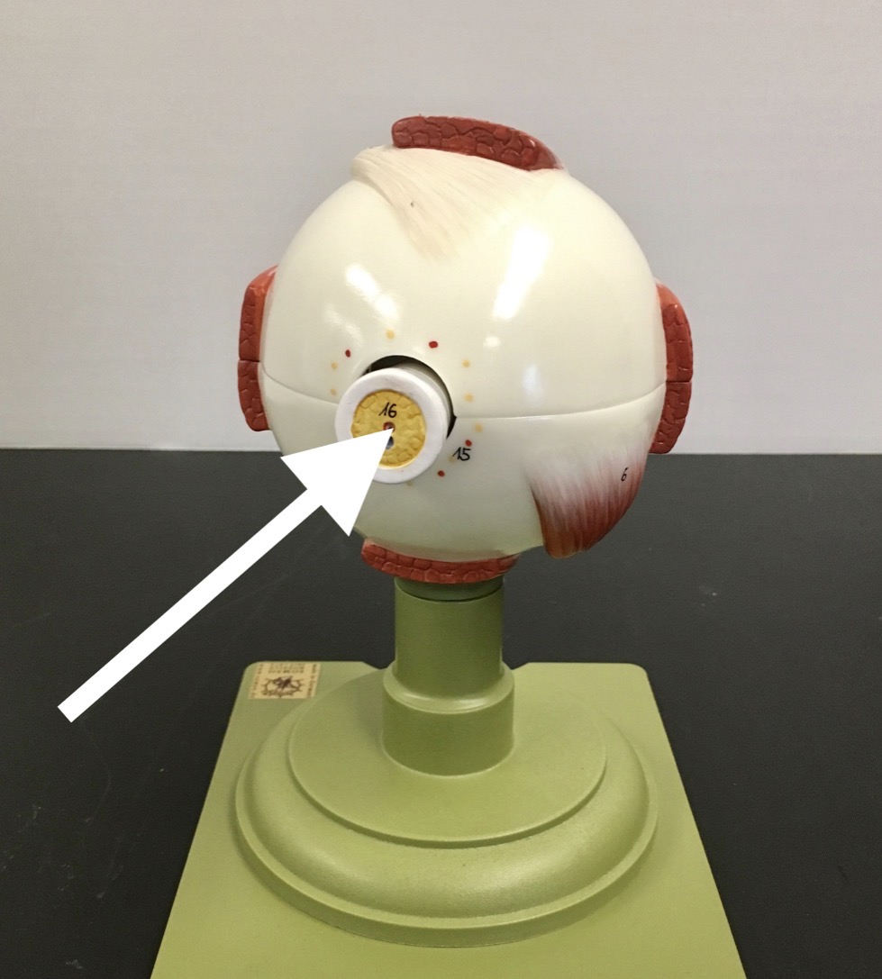 <p><span>name the YELLOW structure at the end of the arrow's point</span></p>