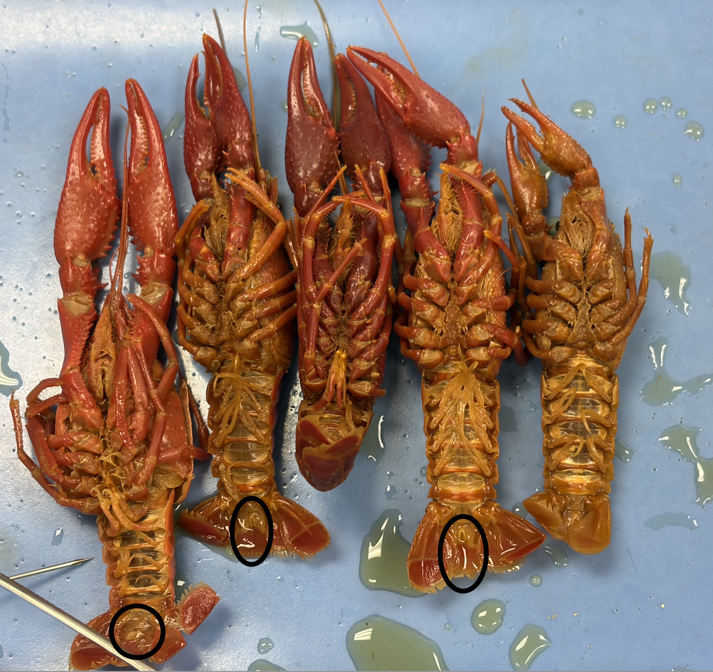 <p>What are circled? (they’re on both male and female crayfish but some I couldn’t circle b/c they aren’t visible)</p>