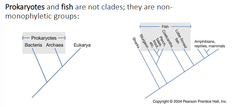 <ul><li><p>do NOT contain all descendants of most recent common ancestor</p></li><li><p>ex: prokaryotes and fish</p></li></ul><p></p>