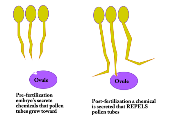 <p>Pre-fertilization ovules secrete a LURE protein that pollen tubes grow towards.</p><p>Post-fertilization a chemical is secreted that REPELS pollen tubes.</p><p>This prevents polyspermy (too many sperm nuclei getting to an egg)</p>
