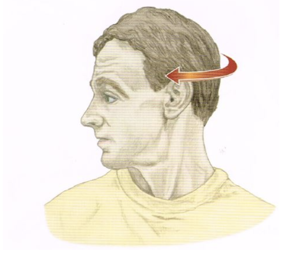<p><span>Categorize the listed muscles as either agonists/synergists OR antagonists for the motion pictured below. NOTE: Some muscles will not be classified.&nbsp;</span></p>