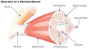 <p>grouped fibers bound together by connective tissue</p>