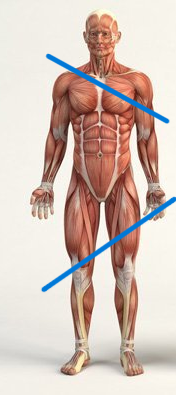 <p>angled plane that is neither perpendicular nor parallel to the body</p>