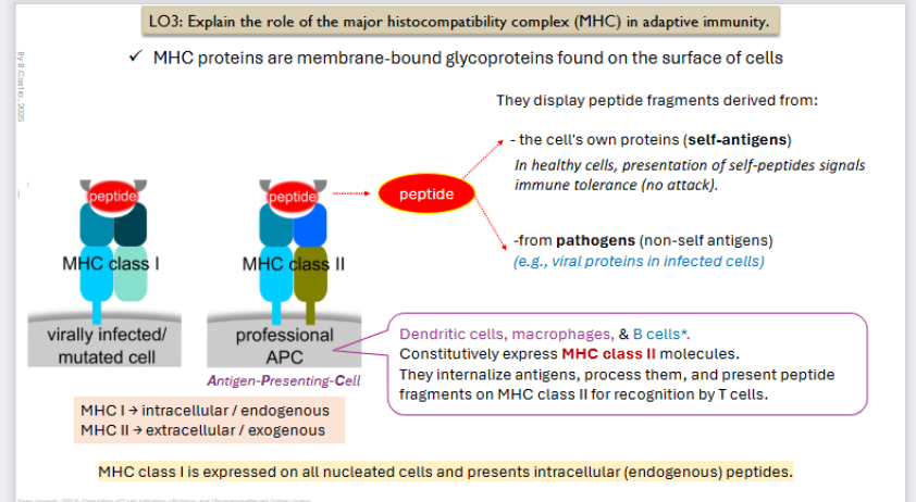 <p>MHC proteins are membrane bound glycoproteins found on the <strong>surface of cells</strong></p><p></p><p>They display peptide fragments derived from</p><ul><li><p>The cell’s own proteins (<strong>self antigens</strong>)</p><ul><li><p>In healthy cells, presentation of SELF peptides signals immune tolerance (no attack)</p></li></ul></li><li><p>from <strong>pathogens </strong>(non-self antigens)</p><ul><li><p>EX: Viral proteins in infected self.</p></li></ul></li></ul><p></p>