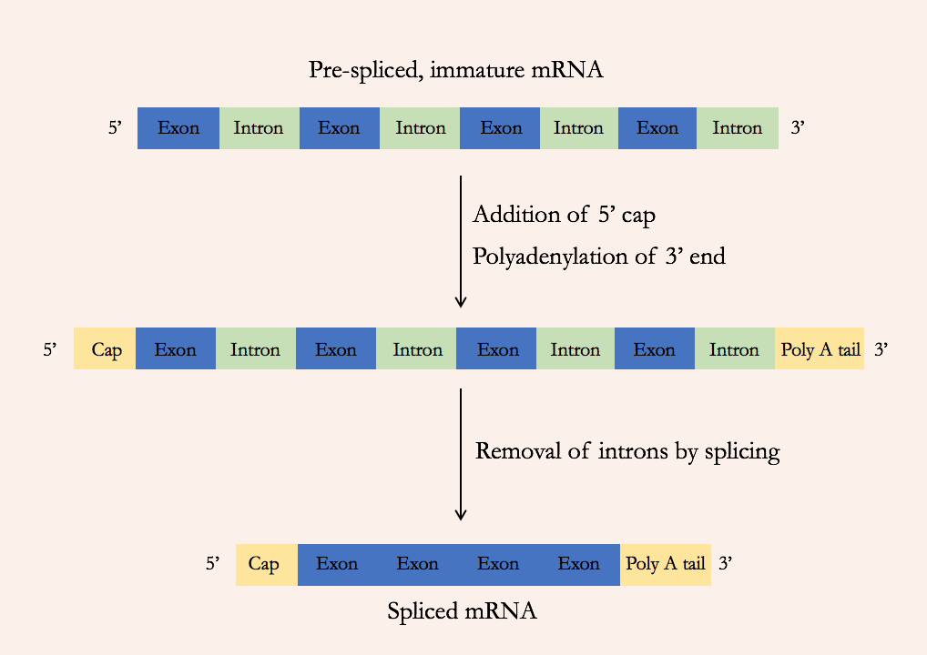 <ul><li><p>Adding a 5’ cap</p></li><li><p>Adding a poly A tail</p></li><li><p>Removal of introns</p></li></ul><p>After, the mRNA is ‘mature’.</p>