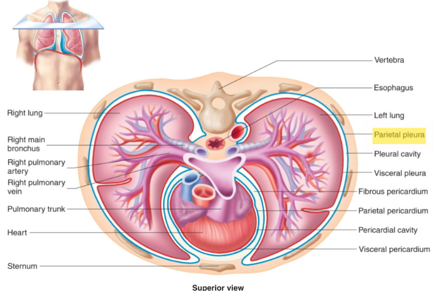 <p><span>The membrane that lines the thoracic cavity.</span></p>