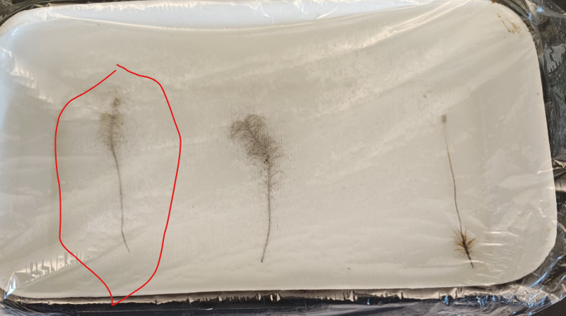 <p>Phylum Bryophyta</p><ol><li><p>sporophyte or gametophyte</p></li></ol><p></p>