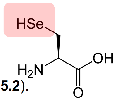 <p>natural amino acid, selenol group (SeH), pKa = 5.2</p>