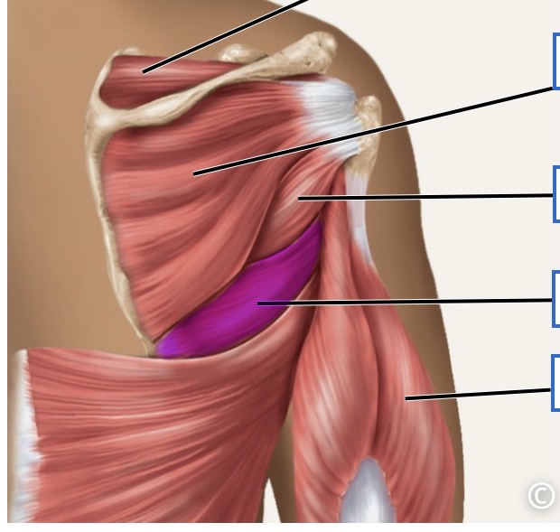 <p>posterior</p>