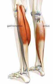 <p>located <u>depp to gastroc</u></p>