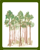 <p>A large area crowded with trees and bushes.</p>
