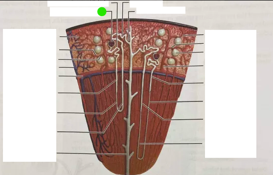 <p>white covering</p>