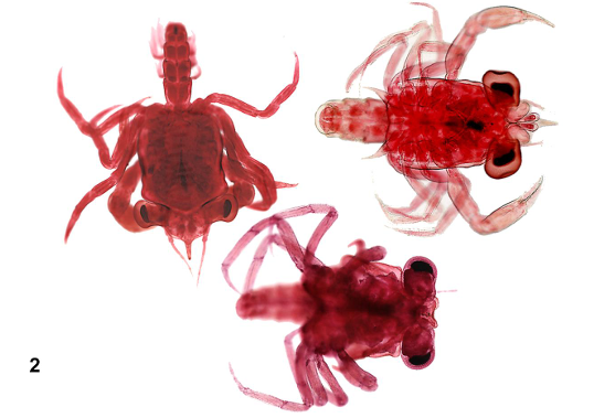 <p>taxa</p><p>larva type</p>