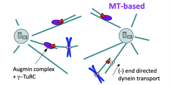 <ol><li><p><strong>Octameric Augmin Complex</strong> also recruits gamma-TuRCs to the side of a pre-existing MT</p></li><li><p>nucleating a new MT (MT branching)</p></li><li><p>This contributes to MT amplification </p></li><li><p>new MTs are transported along pre-existing MTs to join the spindle</p></li></ol><p></p>