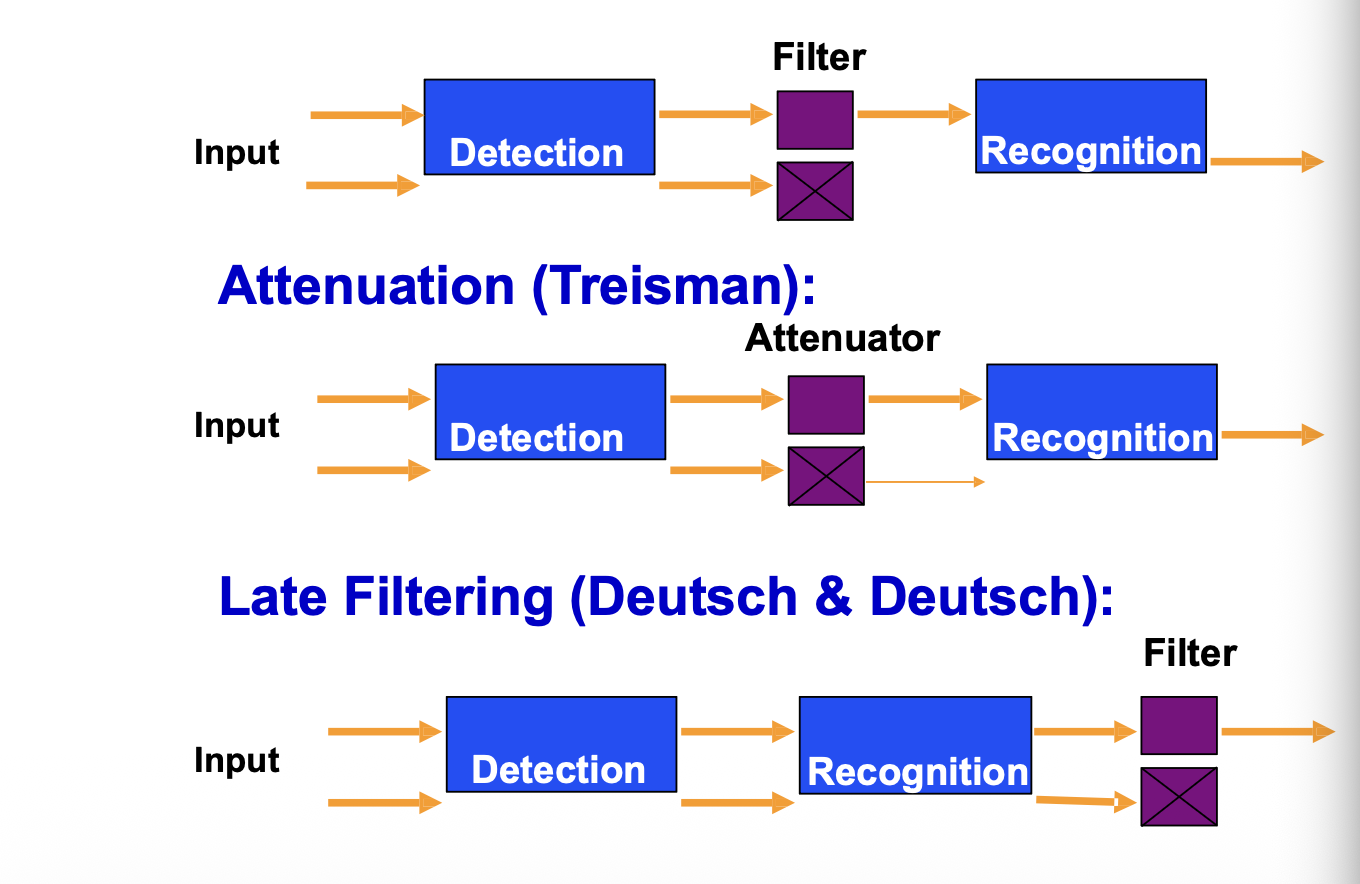 <ol><li><p>broadbent filter model: </p></li></ol><p>input→ detection→ filter→ recognition </p><ol start="2"><li><p>treisman attenuation model:</p></li></ol><p>input→ detection→ attenuator→ recognition </p><ol start="3"><li><p>late filtering model: </p></li></ol><p>input→ detection→ recognition→ filter </p><p></p>