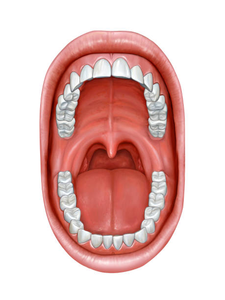 <p>Which Body Landmark? (Whole Mouth)</p>