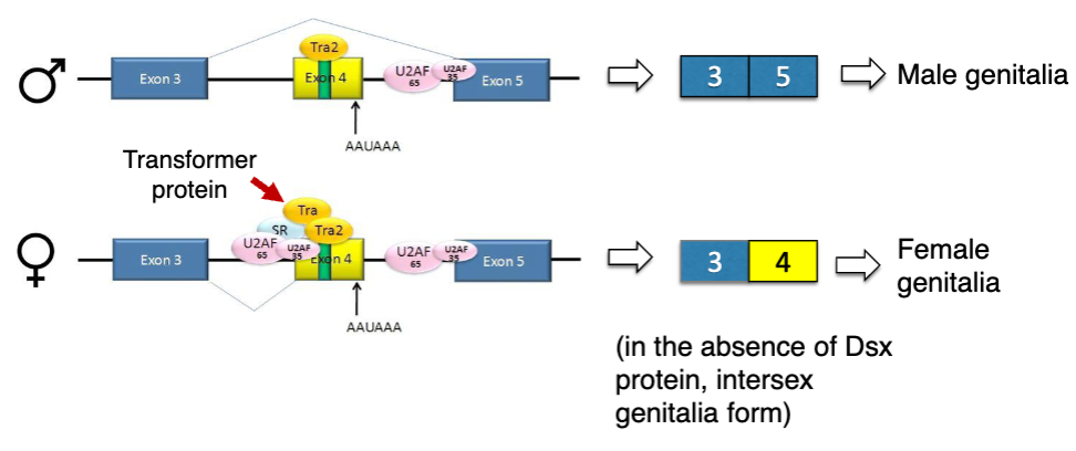 <ul><li><p>the intron between exon 3 and 4 has only a weak consensus for binding the spliceosome complex, so exon 4 is skipped in males</p></li><li><p>females: binding of Tra enhances spliceosome binding and promotes splicing between exon 3 and 4</p><ul><li><p>exon 4 has its own polyadenylation signal, so exon 5 is excluded</p></li></ul></li></ul><p></p>