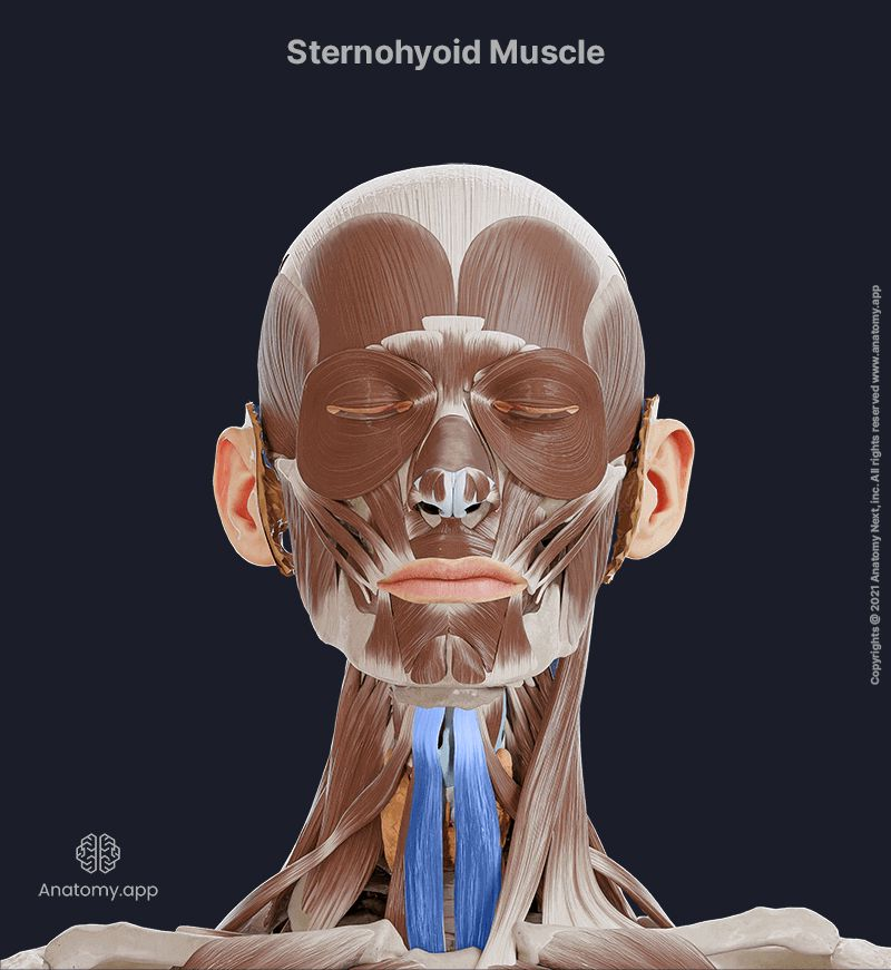<p><span style="color: rgb(255, 0, 22);"><strong>Sternohyoid</strong></span></p>