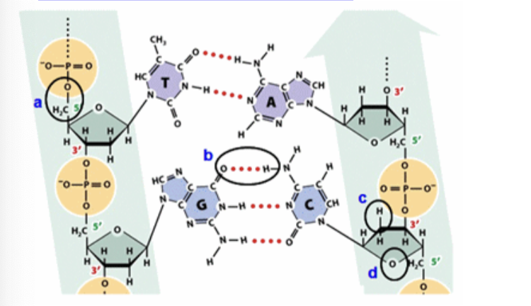 <p>Which circle shows a noncovalent bond?</p>