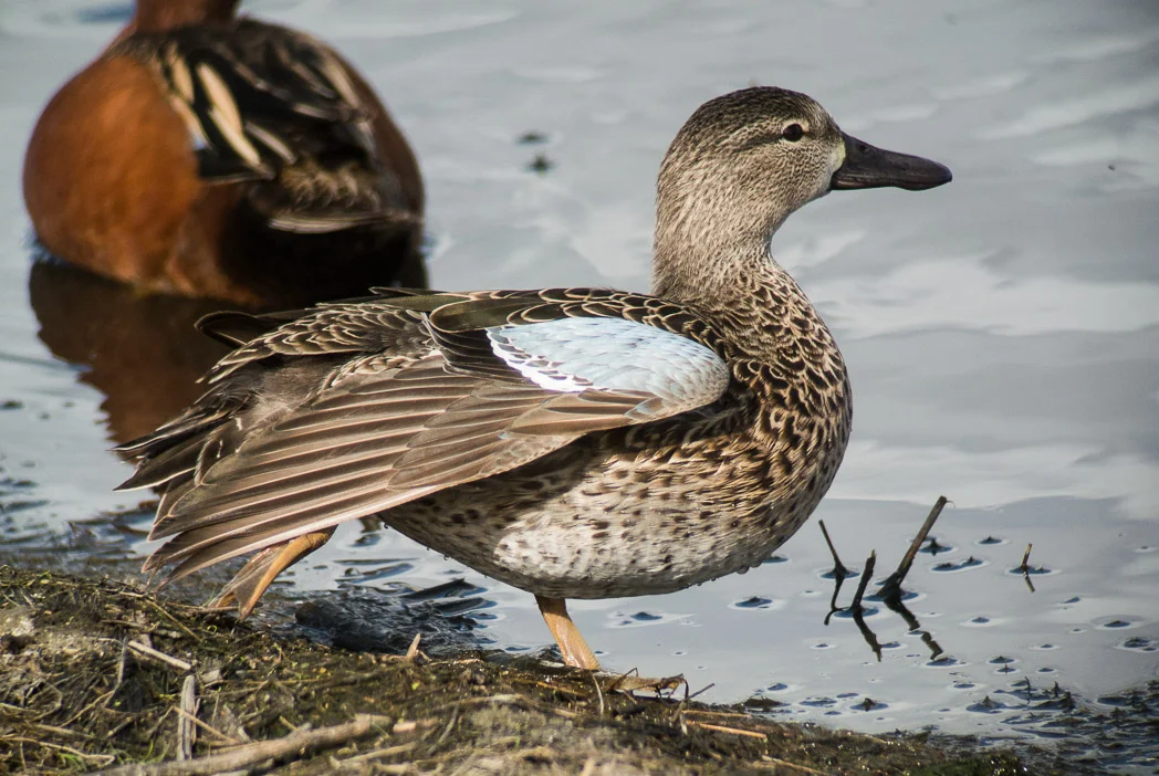 <p>Common:</p><p>Order:</p><p>Family:</p>