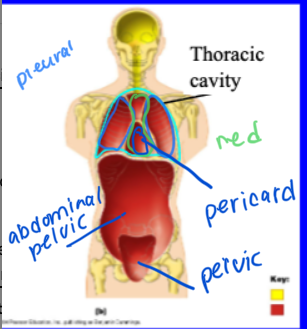 <p>superior in ventral cavity and bounded below by the diaphragm </p><p></p><p>includes two pleural cavities (enclose the lungs and bounded by serous membranes called pleura) </p><p>mediastinum in middle (divided into superior mediastinum and pericardial cavity which is bounded by pericardium) </p><p>abdominopelvic cavity - includes abdominal and pelvic cavity, all bounded by diaphragm above </p><p></p>