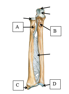 <p>The biceps brachii and the brachialis brachii are both elbow flexors with distal attachments to the forearm. Use the above figure to identify their attachments. Which of the following statements is correct with regard to their attachments:</p>