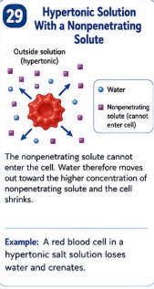 <p>The nonpenetrating solute cannot enter the cell. Water therefore moves out toward the higher concentration of nonpenetrating solute and the cell shrinks.</p>