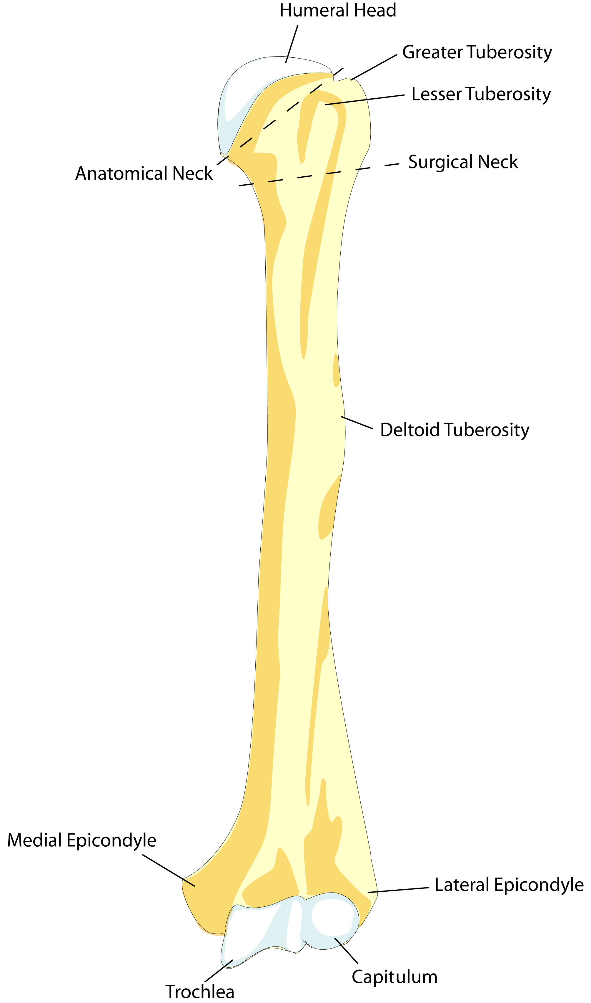 <p>Tuberosity</p>