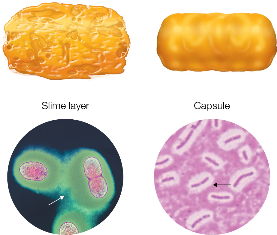 <p>A sugar coat</p><ul><li><p>A sticky carbohydrate-enriched layer associated with the cell wall</p></li><li><p>Helps bacteria stick to host + surfaces</p></li><li><p>Protects from desiccation and antibiotics </p></li></ul><p></p>