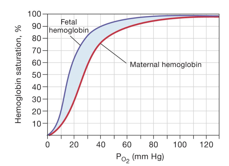 <p>the fetal hemoglobin has a higher hemoglobin saturation which is why it is able to get O2 from the mom</p>