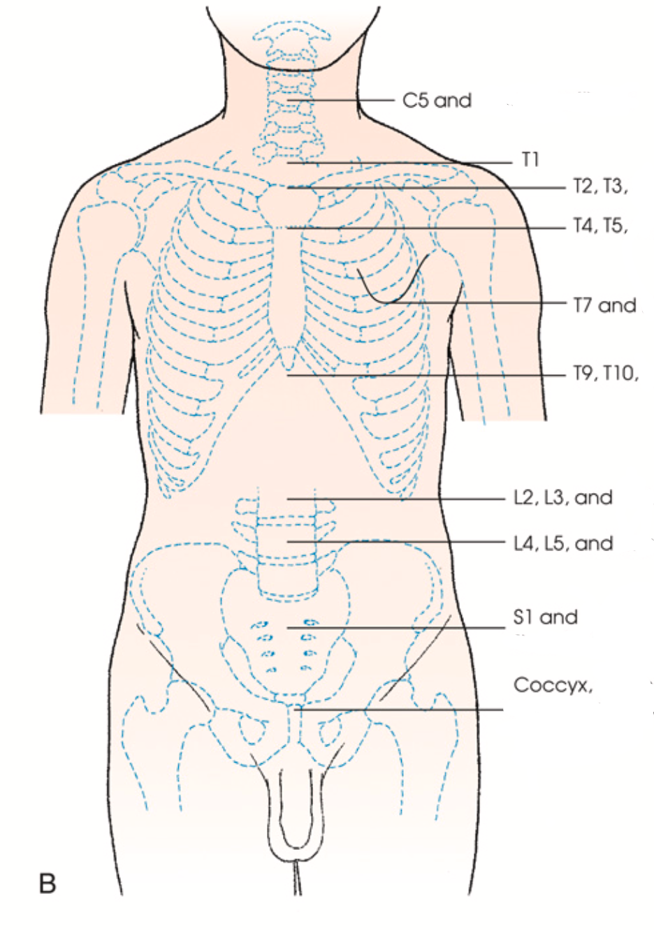 <p>L2, L3</p>