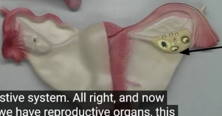 <p>What organ is this?</p>