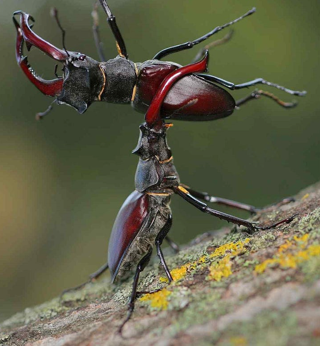 <p>Competition between males</p><p>Involves displays, fighting, etc.</p><p>Usually a single dominant strategy </p>