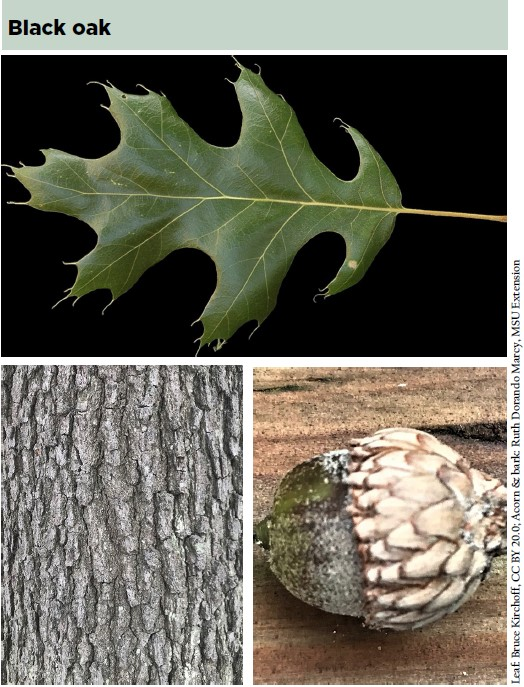 <p>Native to AR</p><p>leaves alternate, simple</p><p>leaves are very variable</p><p>hairs on undersides of leaves</p><p>very dark bark</p><p>acorn cap covers most of nut</p>