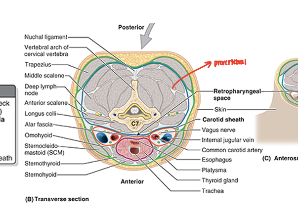 <ul><li><p>tubular sheath for the vert column &amp; the muscles associated w/ it</p></li></ul><p></p>
