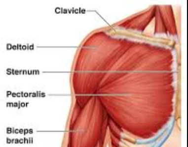 <p>what are the main muscles in the chest </p>