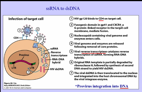 <p>Viral Infection Process </p>