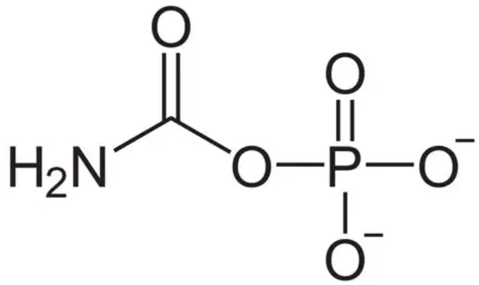 <ul><li><p>CH₂NO₅P²⁻</p></li><li><p>First intermediate of the urea cycle</p></li><li><p>Formed from ammonia and bicarbonate</p></li><li><p>Requires ATP</p></li><li><p>Produced by carbamoyl phosphate synthetase I (CPS I)</p></li></ul><p></p>