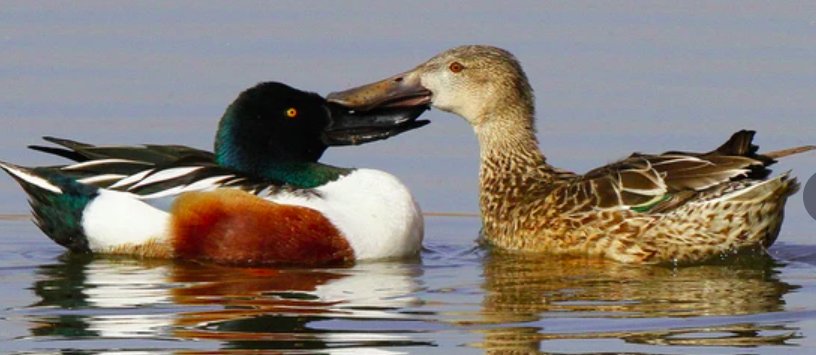 <p>females have same bill shape as males</p>