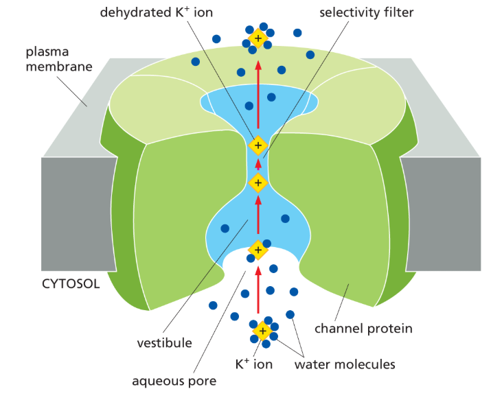 <p>Part of an ion channel that determines which ions the channel can transport; located in the region where the channel is <strong>narrowest</strong></p><ul><li><p>only ions of right size and charge r able to pass</p></li></ul><p></p>
