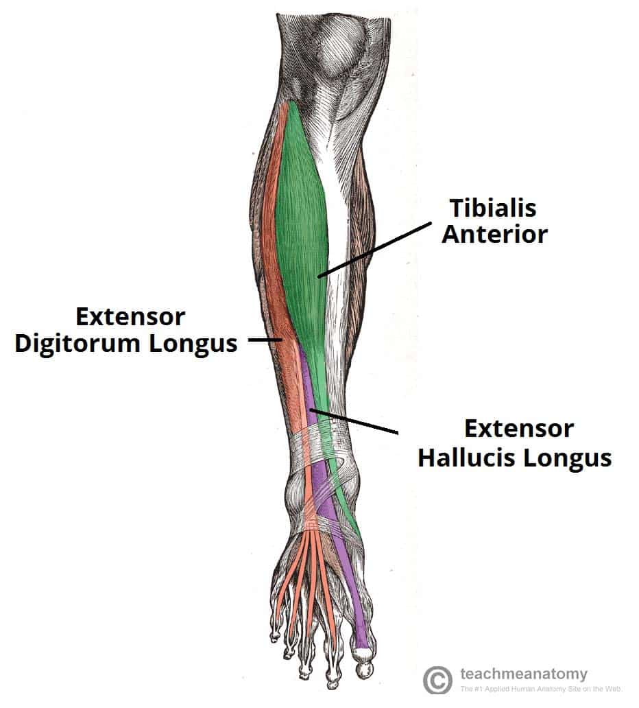 <p>Proximal Attachment (O): Lateral condyle and superior half of lateral surface of tibia and interosseous membrane</p><p>Distal Attachment (I): Medial and inferior surfaces of medial cuneiform and base of 1st metatarsal</p><p>Nerve: Deep fibular nerve (L4, L5)</p><p>Action: Dorsiflexes ankle joint and inverts subtalar joint</p>