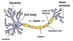 <p>cell body</p><p>dendrons</p><p>dendrites</p><p>axon</p><p>myelin sheath made of Schwann cells</p><p>nodes of Ranvier</p>