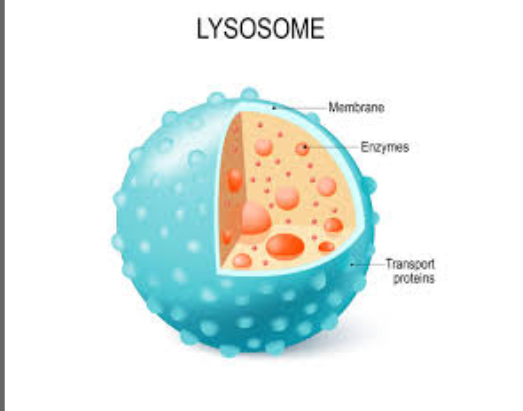 <p><span style="background-color: transparent;">Small, sac-like organelles that contain enzymes that break down waste materials and worn-out cell parts.</span></p>