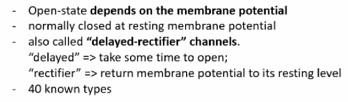 <p>All K+ channels have 4 protein subunits with pore loops that regulate permeability, and they don't require energy to open. Calcium-activated K+ channels are ligand-gated — the presence of Ca2+ triggers channel opening. Inward-rectifying K+ channels pass positive charge more easily into the cell than out of it.</p>